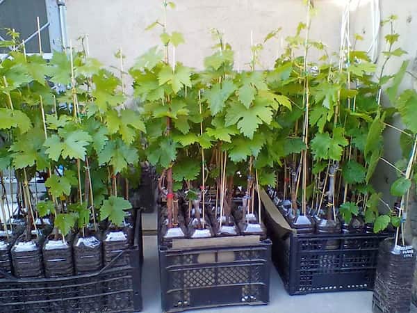 قیمت خرید نهال انگور گلخانه ای با فروش عمده